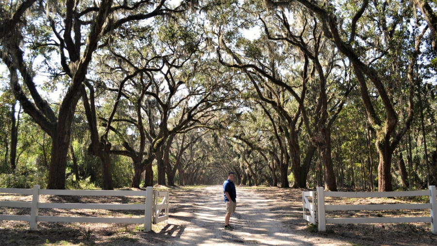 wormsloe-4